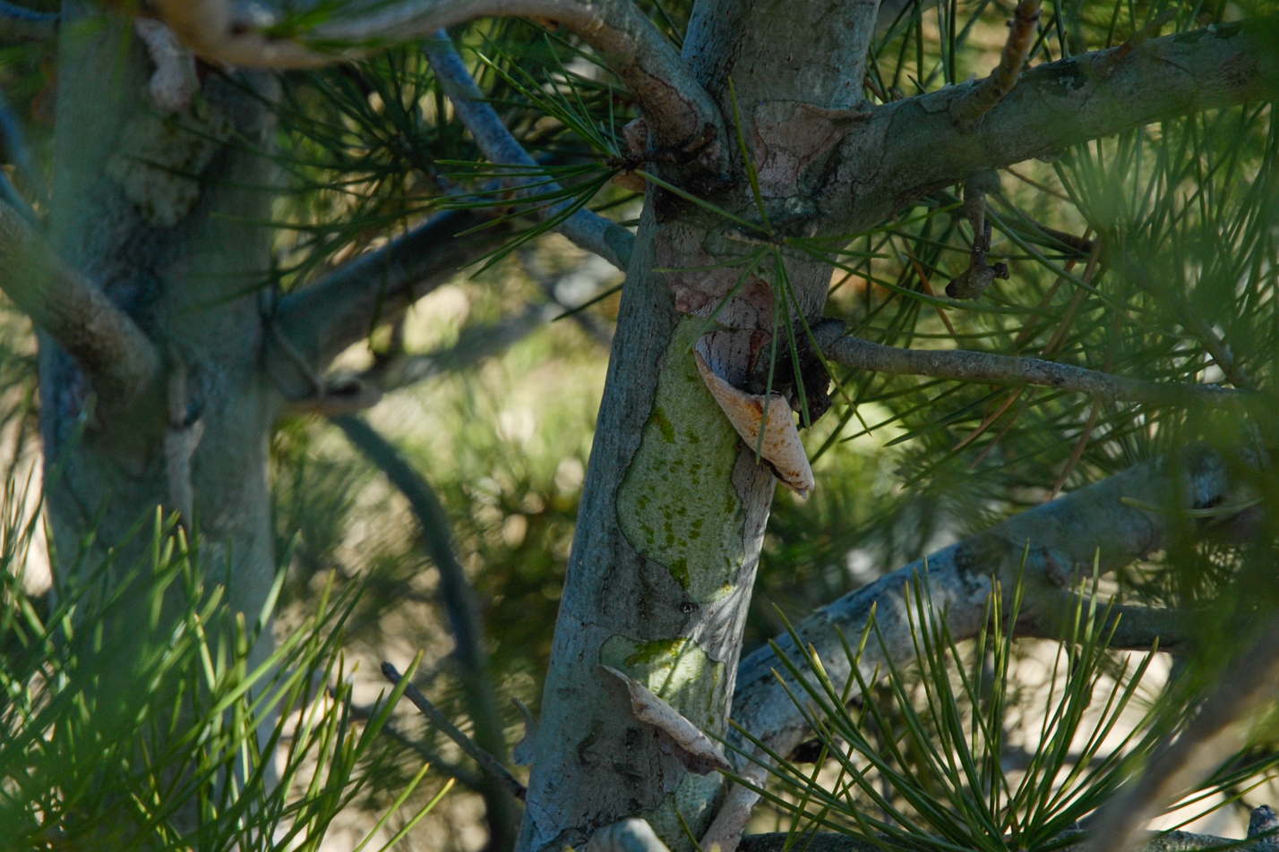 Lacebark Pine